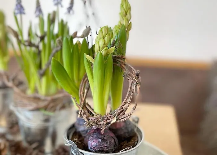 דירה Schusterhof-appartments